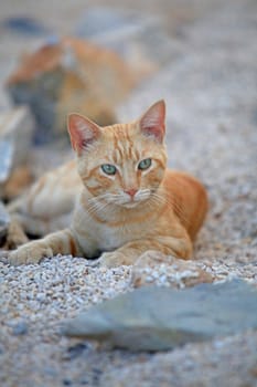 Ginger greek cat with focus on its face