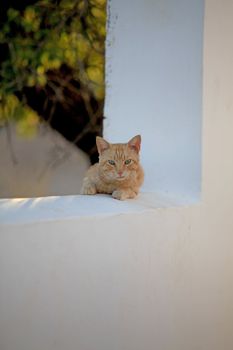 Ginger greek cat with focus on its face