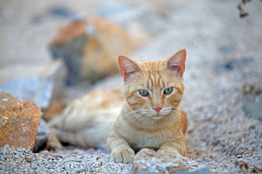 Ginger greek cat with focus on its face