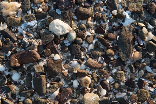 Rocky and sea shell beach background made of many rocks, shells and sand