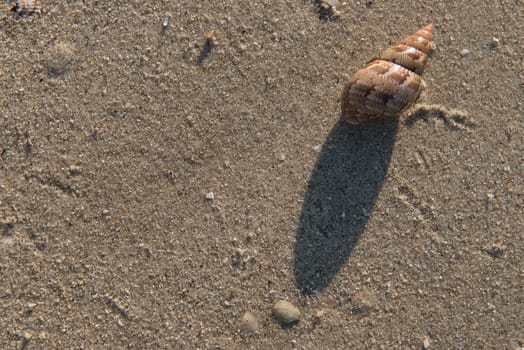Beautiful sea shell on pristine clean beach sand.