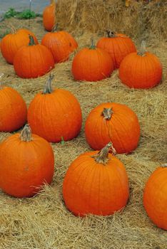 Pumpkins for sale lined up on a hay bed