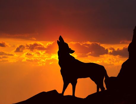 wolf howling at sunset