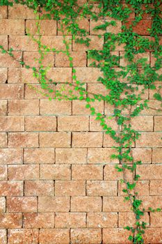 Green ivy on the orange brick wall 