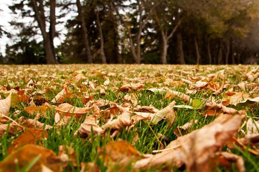 Dry autumn leaves on the green grass