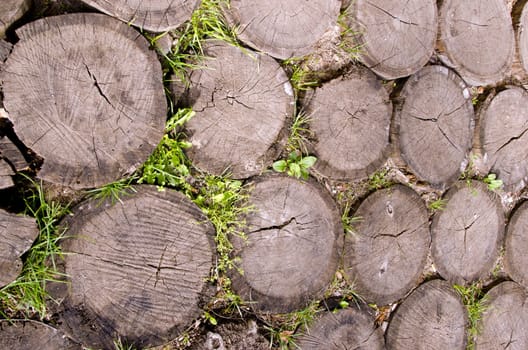 Background of tree stumps sting into the ground.