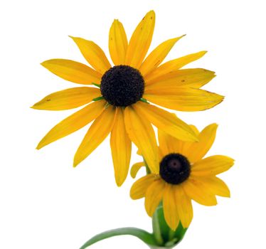 Rudbeckia coneflower flower isolated on white background.