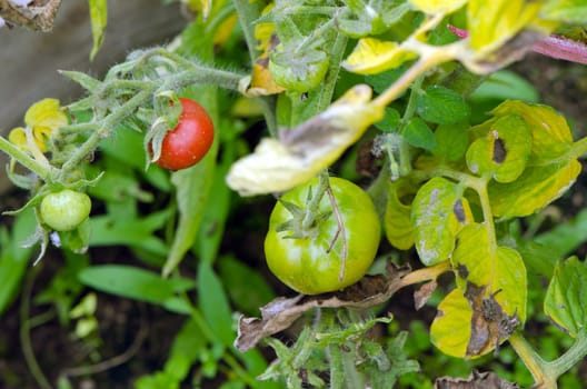 Green raw and red ripe tomatoes grow in greenhouse summer.