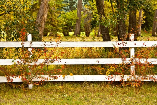 a whtie fence with trees in autumn colors