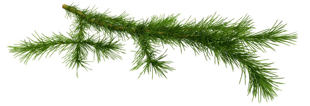 Christmas tree fir branch on white background