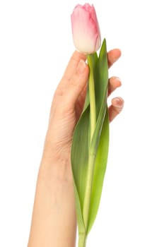 pink tulip in the hand as a symbol of spring