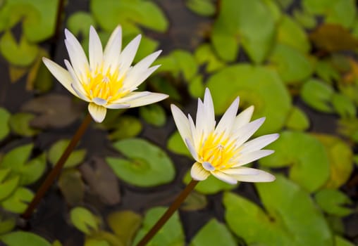 Double white lilly water in the lake