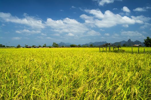 The field is located 8 km northeast of Thakhek near Tham Xang Cave.