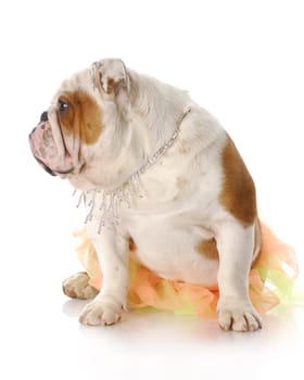 english bulldog female wearing tutu and diamond jewellry