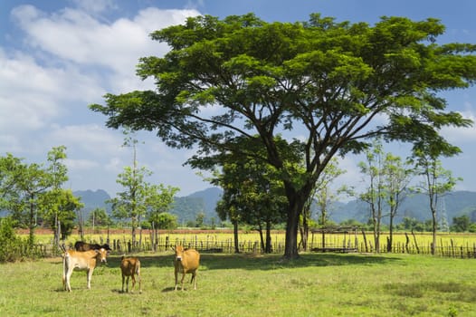 Place located 8 km northeast of Thakhek. Laos.