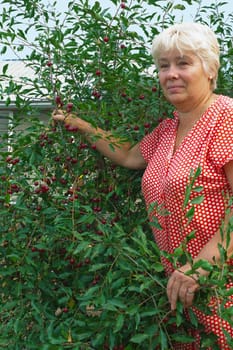  Woman in a garden collects cherry berries