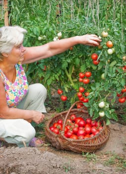 Elderly mistress of a kitchen garden reaps a crop