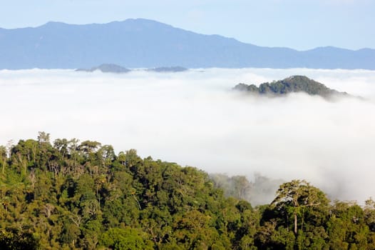 View point wetlands sea fog.In the hill Kran Ka Chan National park in thailand.Photo taken on:April 16th,2010