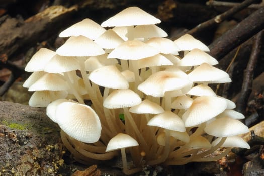 White mushroom is one of the plants make food is not on the forest floor of tropical rains.