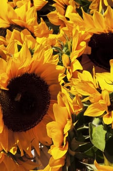 bunch of sunflowers at a farmers market