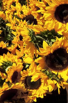 bunch of sunflowers at a farmers market