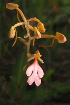 The Pink-Lipped Habenaria (Pink Snap Dragon Flower) found in tropical rainforests .This Photo take in Phu Hin Rong Kla National park, Thailand.