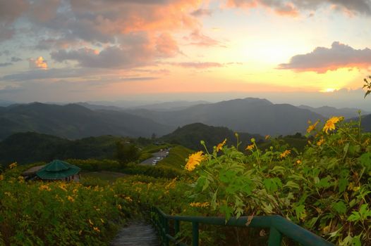 Sunset at mexican sunflower weed on the hill, Thailand.