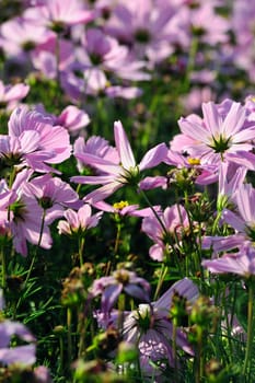 Field of daises flowers in sunny day in garden.