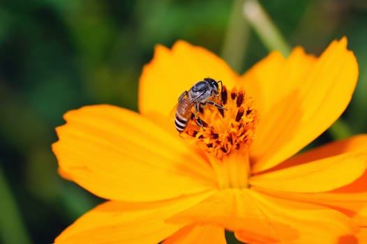 Closeup shot of bee pollinating a yellow flower.