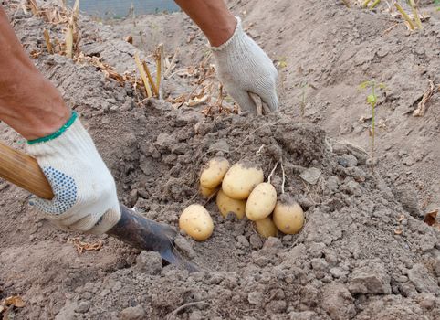 Dig potatoes in the garden by hand