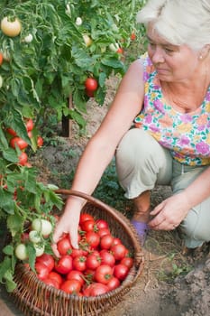 Elderly mistress of a kitchen garden reaps a crop