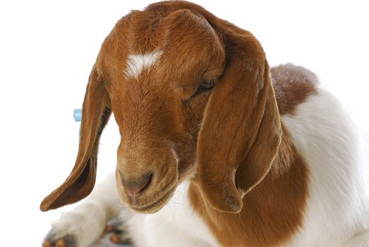goat - south african boer goat doeling with tagged ear laying down on white background