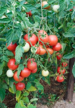 Plentiful fructification of tomatoes on a plantation of an open ground