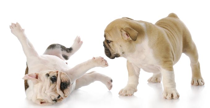 two nine week old english bulldog puppies playing with reflection on white background