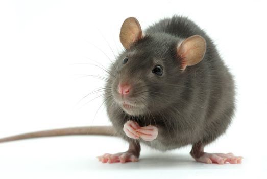 funny rat  isolated on white background