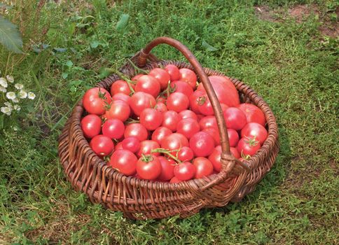 Wattled basket filled with red ripe tomatoes
