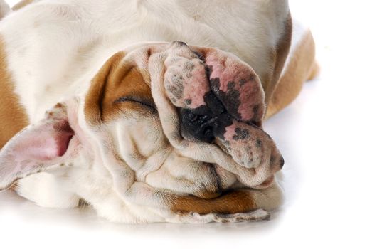 adorable english bulldog laying on back sleeping with reflection on white background