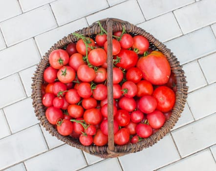 Wattled basket filled with red ripe tomatoes