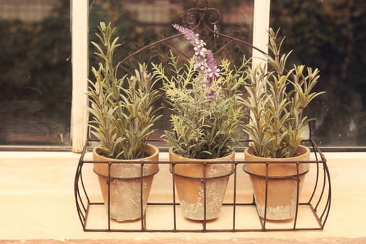 Three flowers in a pot on the windowsill