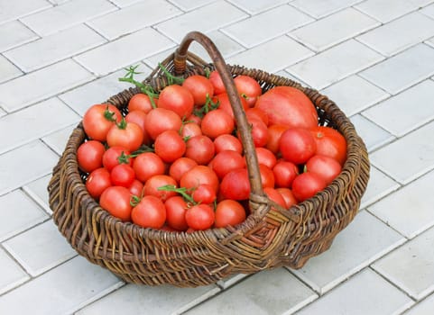 Old wattled basket filled with red ripe tomatoes