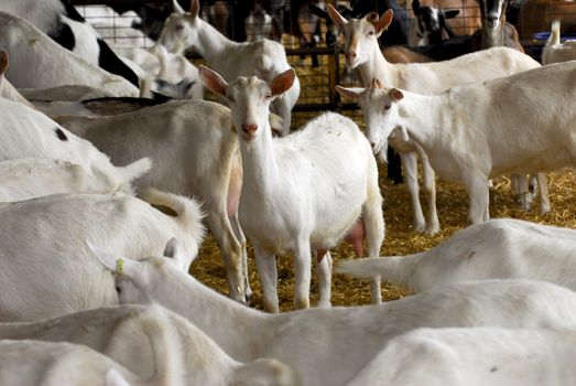 herd of dairy goat in a barn - purebred saanen and nubian