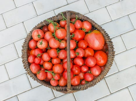 Old wattled basket filled with red ripe tomatoes