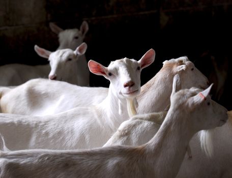 dairy goat herd on a farm - purebred saneen
