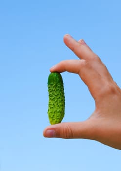 Cucumber of the small size against the sky