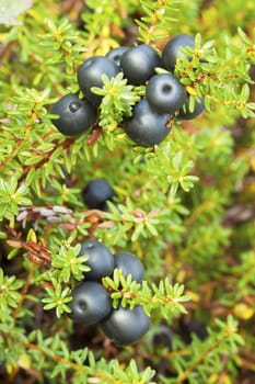 Crowberry (Empetrum) grows in the northern woods