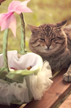 Cat near the basket with rose petals for wedding