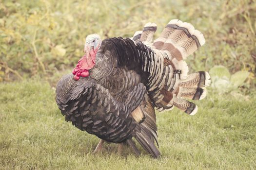 Strutting male wild turkey displaying in the spring mating season.