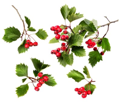 Red hawthorn berries green branch collection isolated on white