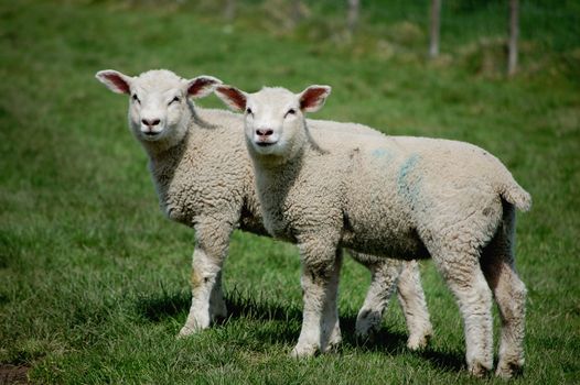 Identical twin lambs standing side by side in a field