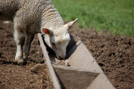 Closeup of a sweet lamb feeding at a trough